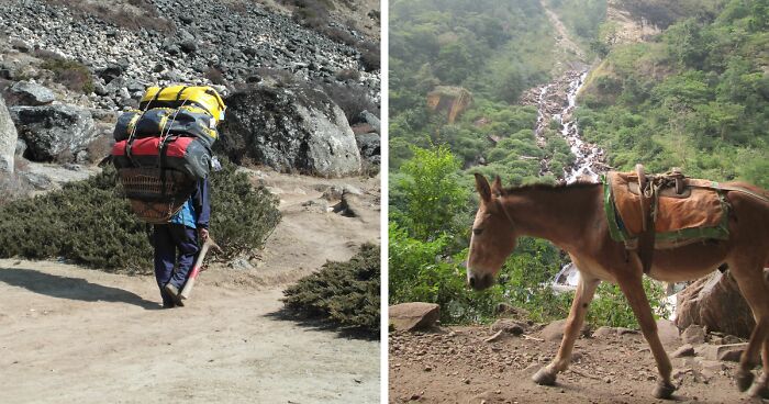 Spending 12 Days Trekking To Everest Base Camp With The Joyful Presence Of A Four-Legged Friend (8 Pics)