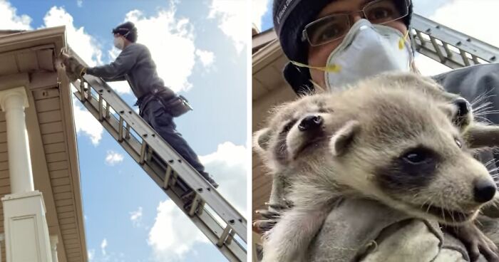 Baby Racoons Got Rescued And Came Back To Mama’s Arm (9 Pics)