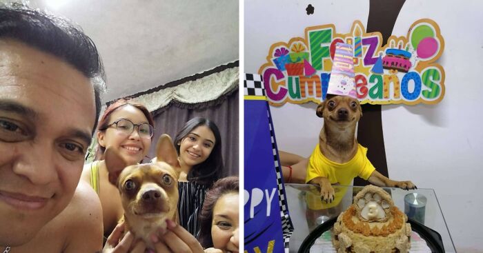 Meet Odin, An Adorable Dog Couldn’t Be Any Happier With His Own Surprise Party