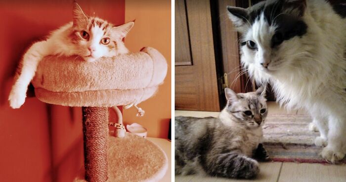 Change One Life Cat Sanctuary: After A Decade Of Caring For Homeless Cats, We Need Your Help