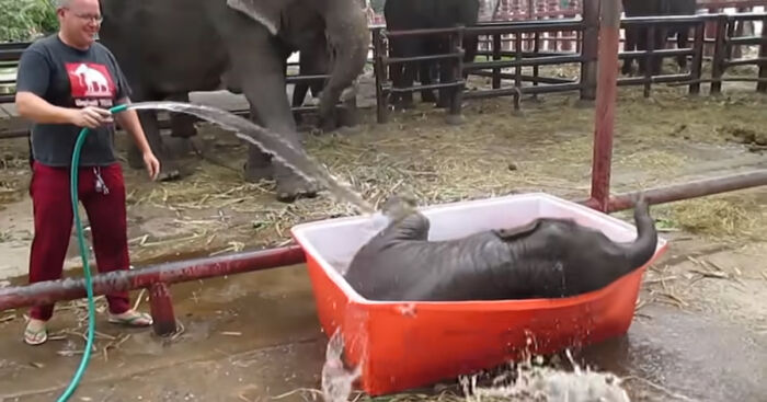 Baby Elephant Has A Great Time Struggling In Bathtub