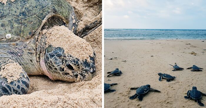 Green Turtles: The Little “Wanderers” In The Middle Of The Ocean