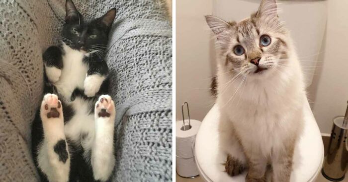 19 Times When Cats Had No Idea How Spoiled They Are