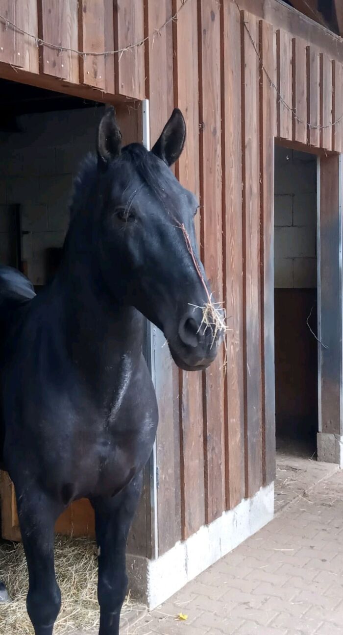 Decorated Himself Lol