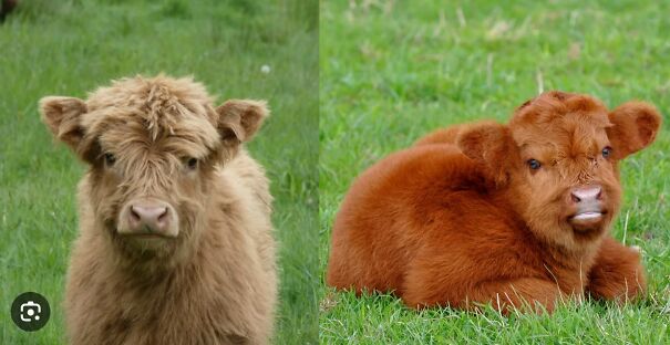 floofy-cow-64a46d5130d2a.jpg