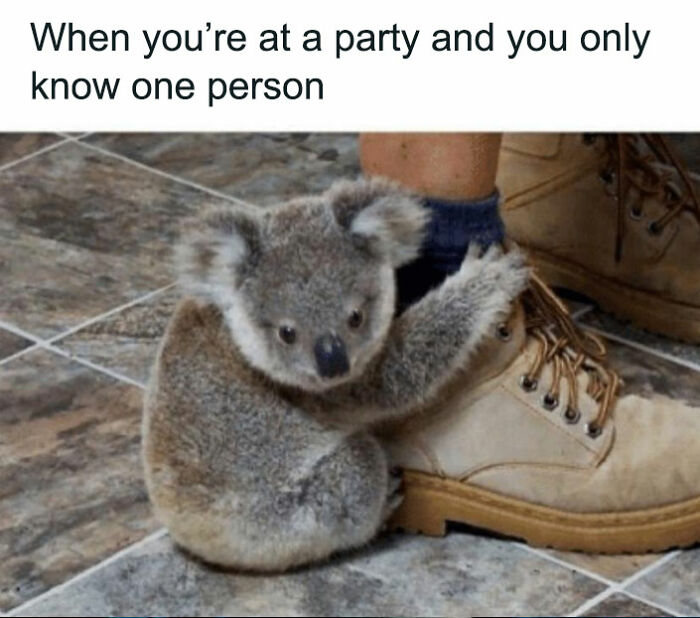 koala hugging a shoe meme