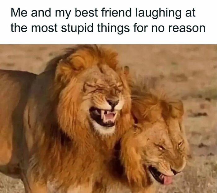 lions laughing meme