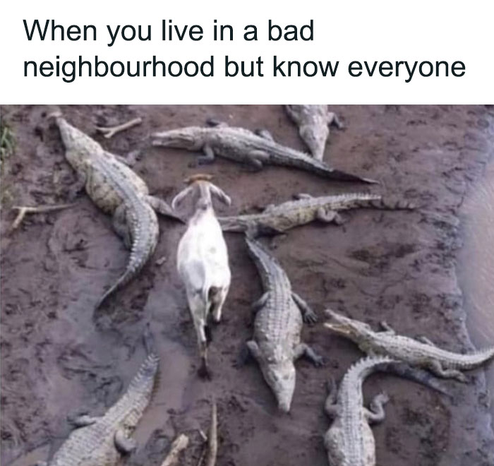 Goat walking through crocodile infested grounds meme