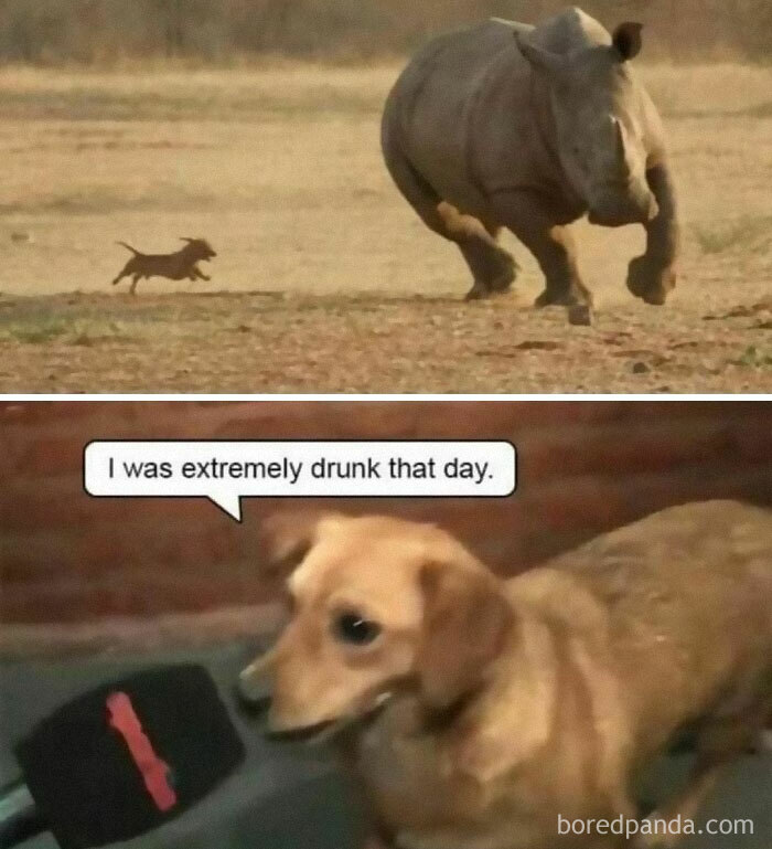 30 Of The Funniest Animal Memes To Make Your Day As Seen On This 