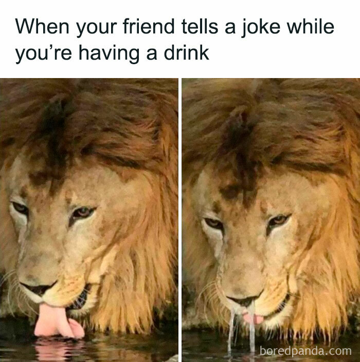 30 Of The Funniest Animal Memes To Make Your Day As Seen On This 30 Of The Funniest Animal Memes To Make Your Day As Seen On This
