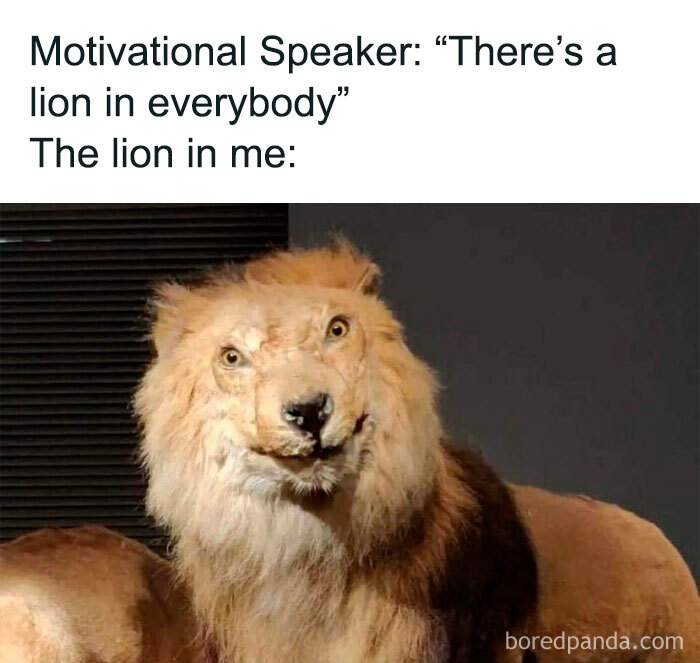 30 Of The Funniest Animal Memes To Make Your Day As Seen On This 30 Of The Funniest Animal Memes To Make Your Day As Seen On This