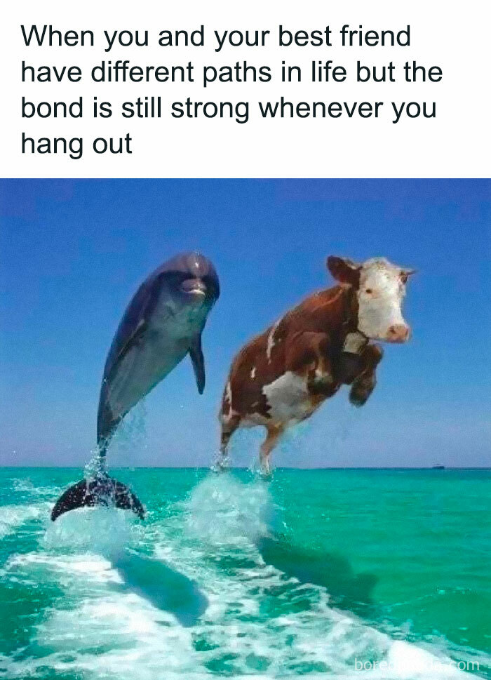 30 Of The Funniest Animal Memes To Make Your Day As Seen On This 