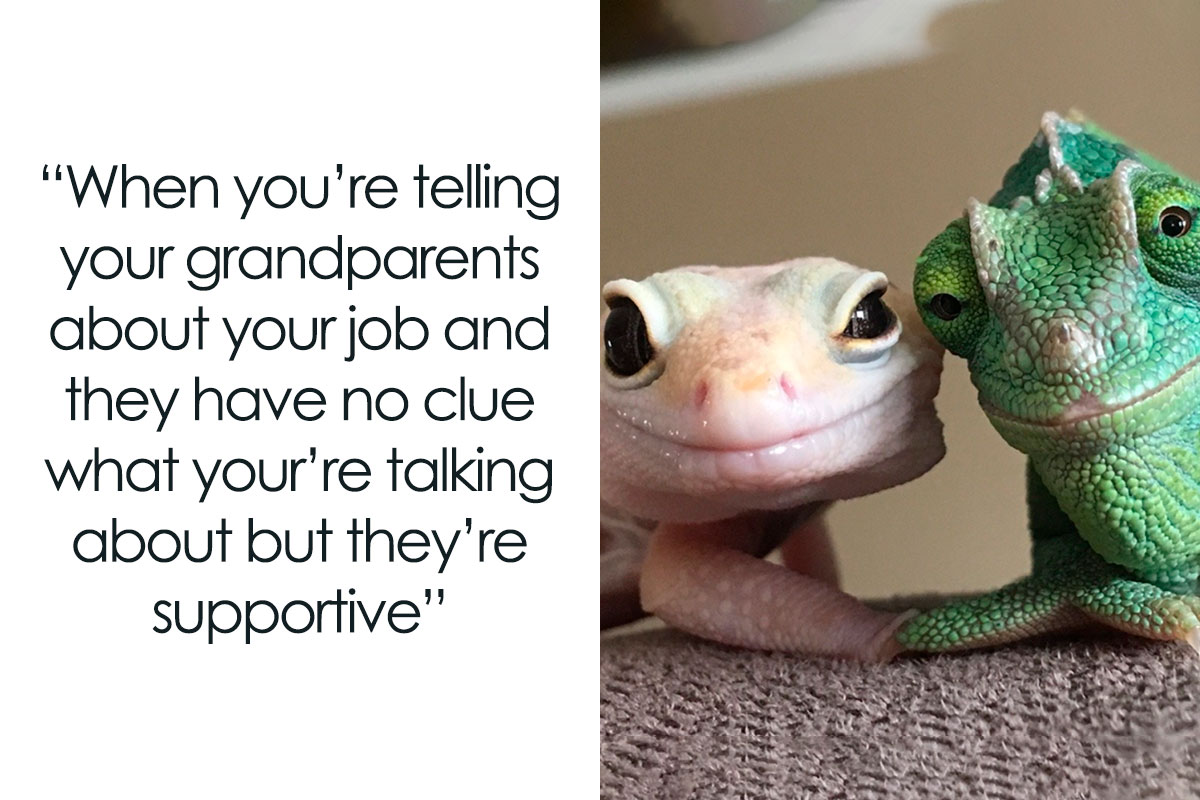30 Of The Funniest Animal Memes To Make Your Day As Seen On This 