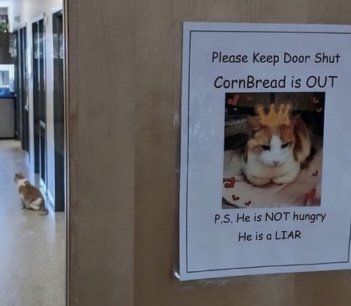 Funny cat meme about keeping a door shut due to a cat named CornBread, labeled as a "liar" for pretending to be hungry.