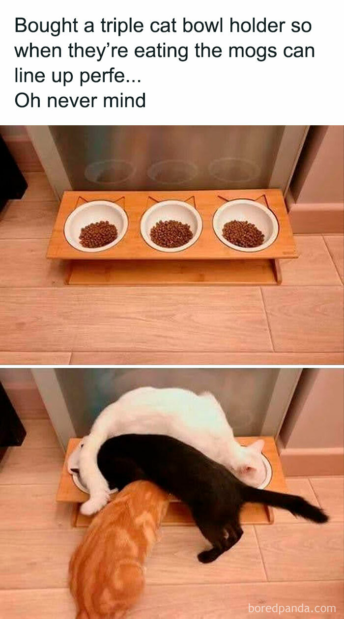 50 Funny And Relatable Cat Pics And Memes To Brighten Up Your Day 