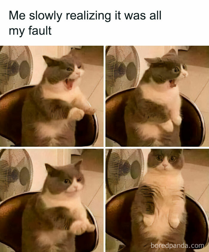 Funny-Cat-Pics-And-Memes