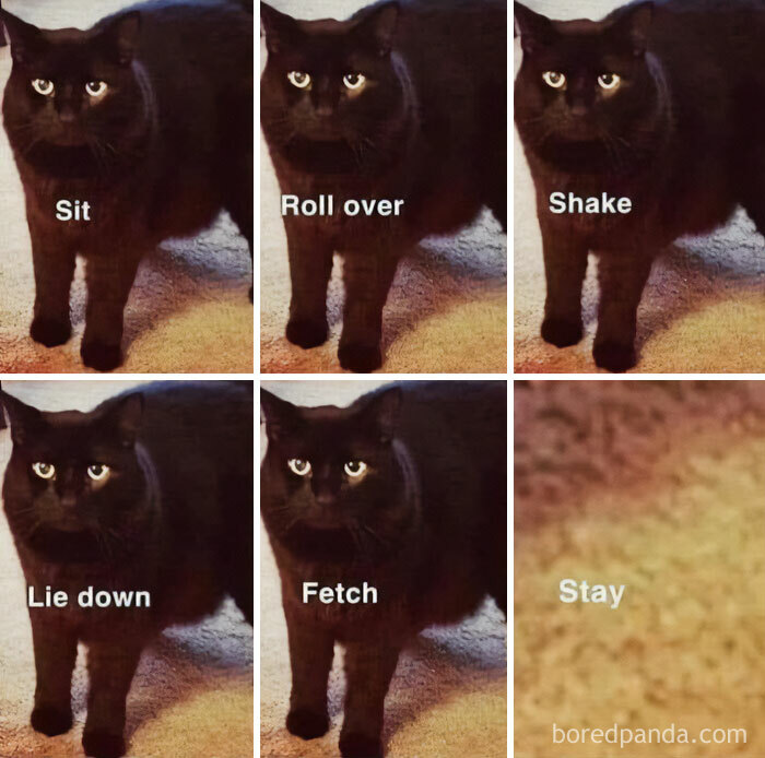 Funny cat meme showing different commands with a black cat remaining still, humorously labeled with dog tricks.