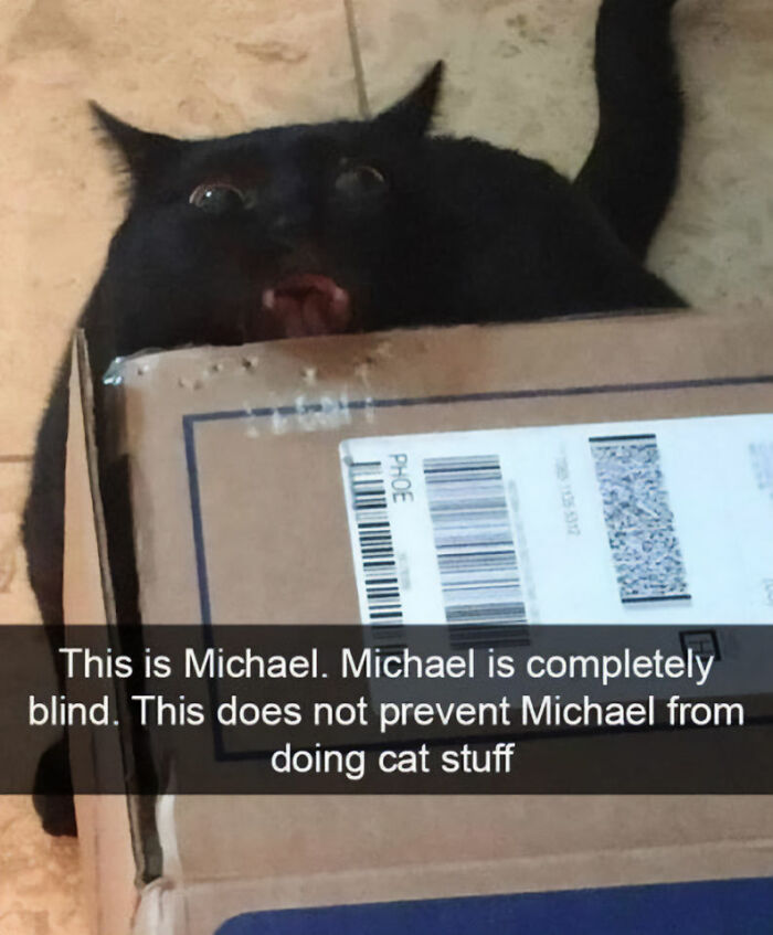 Blind black cat playfully popping out of a cardboard box.