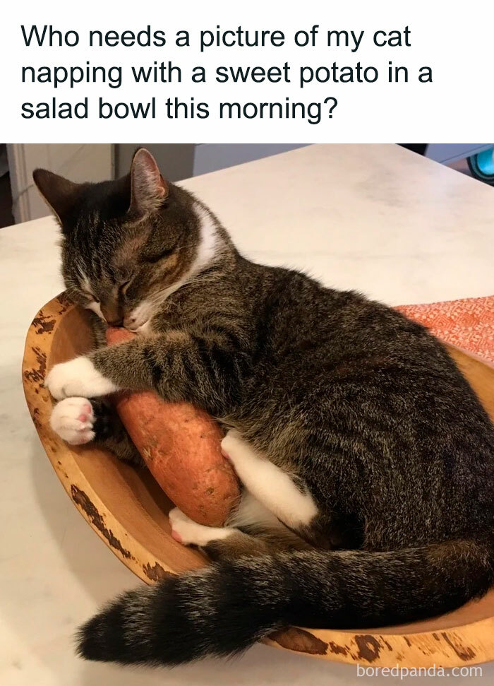 50 Funny And Relatable Cat Pics And Memes To Brighten Up Your Day 50 Funny And Relatable Cat Pics And Memes To Brighten Up Your Day