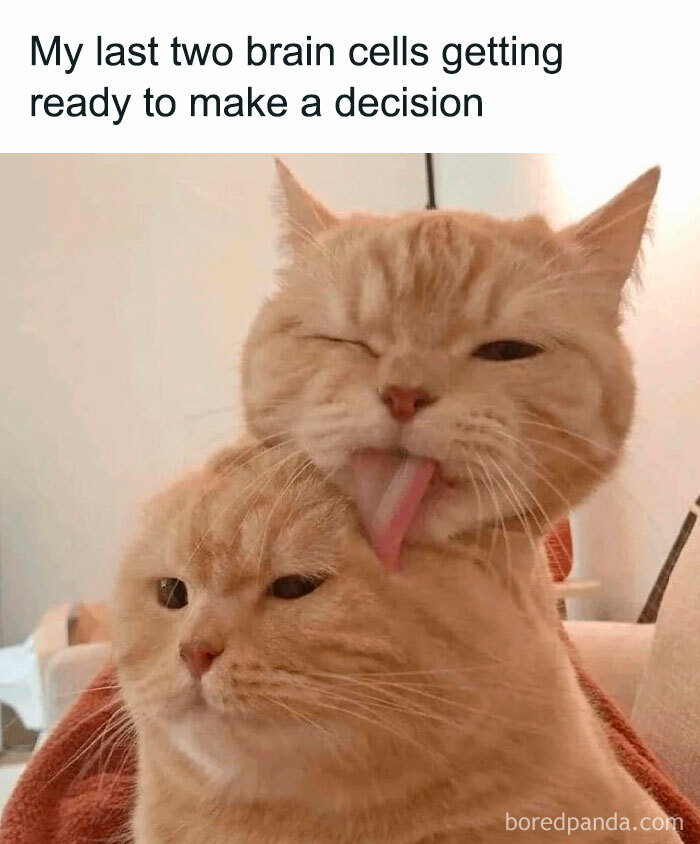 Funny-Cat-Pics-And-Memes