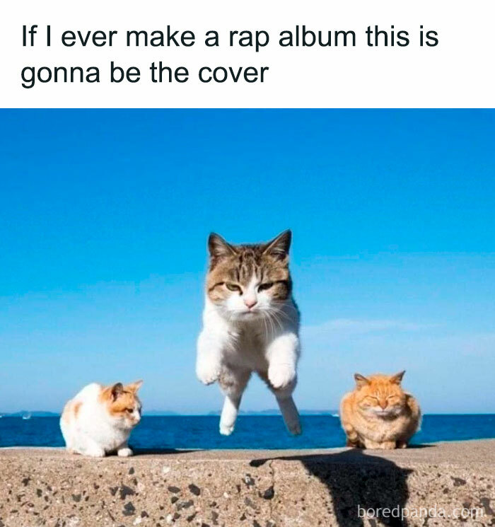 50 Funny And Relatable Cat Pics And Memes To Brighten Up Your Day