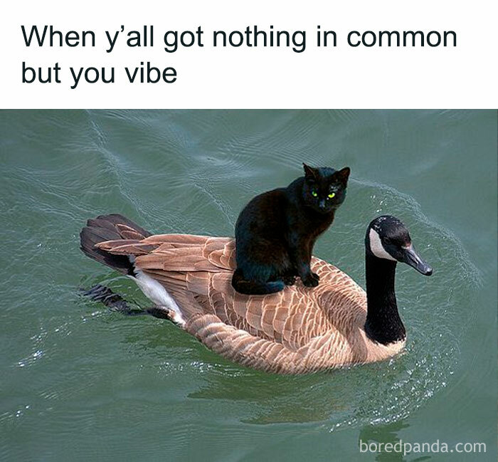 Funny-Cat-Pics-And-Memes