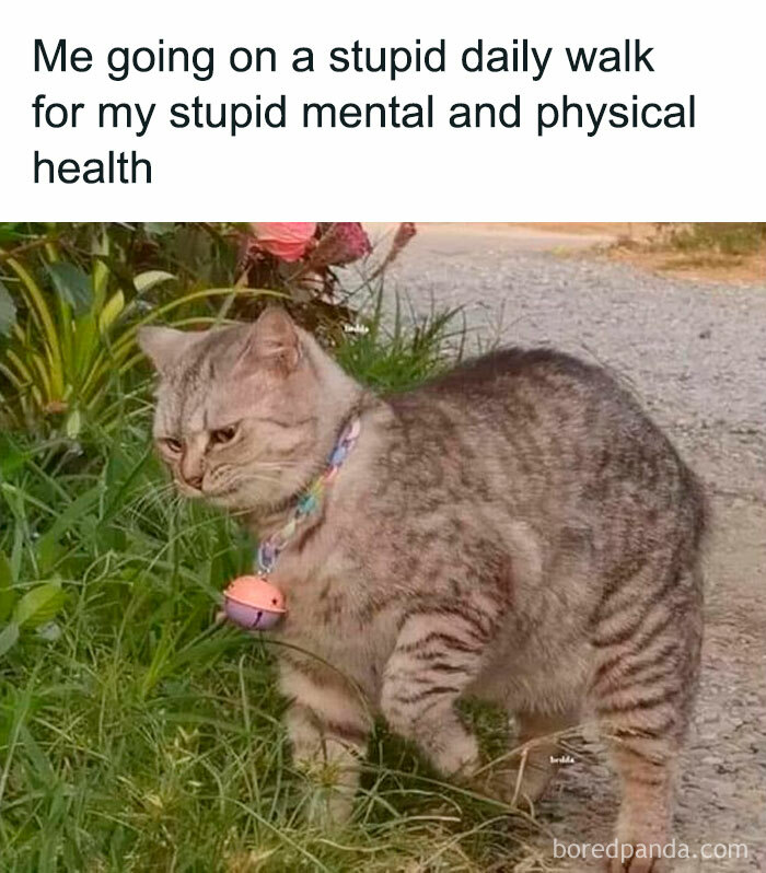 Funny-Cat-Pics-And-Memes