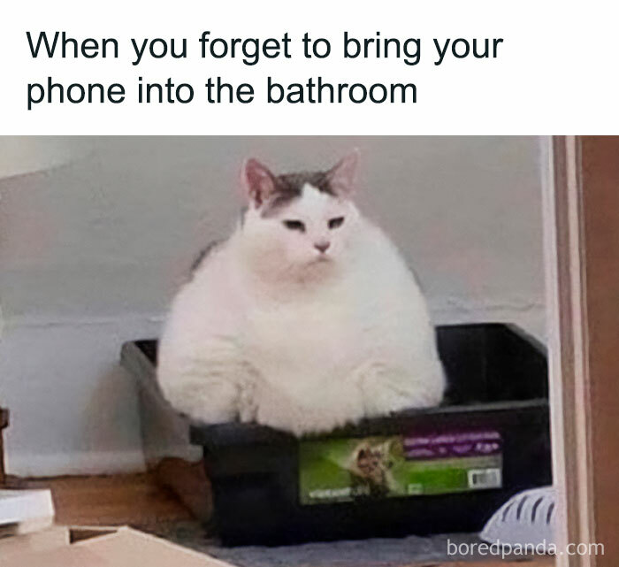 Funny-Cat-Pics-And-Memes