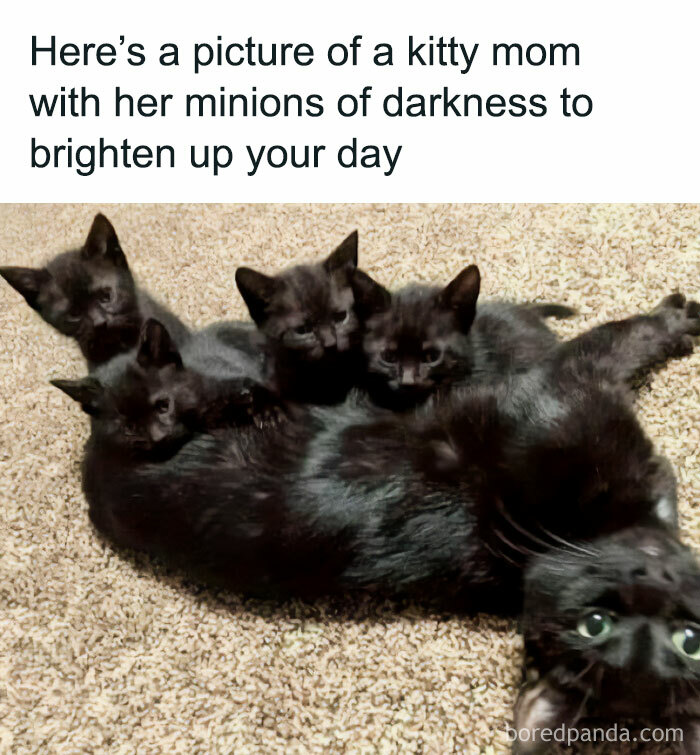 Funny-Cat-Pics-And-Memes