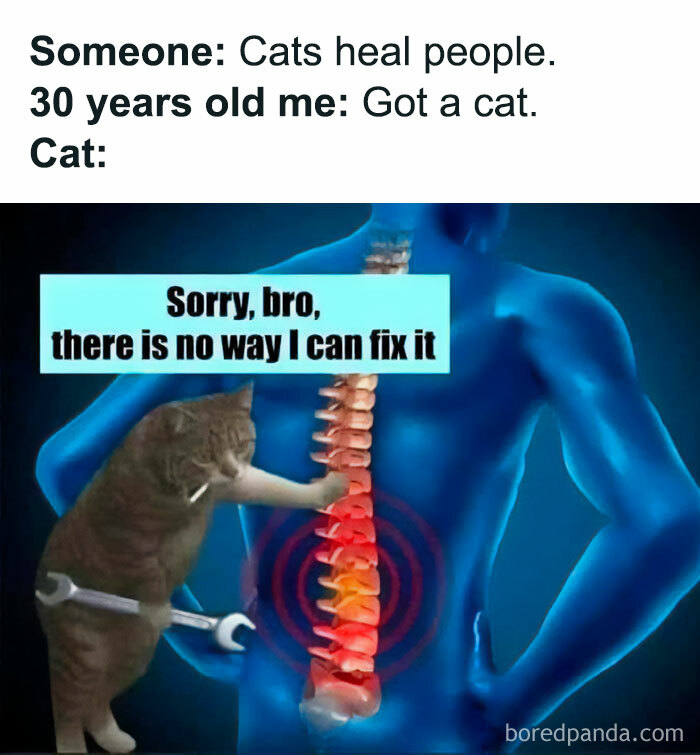 Funny-Cat-Pics-And-Memes