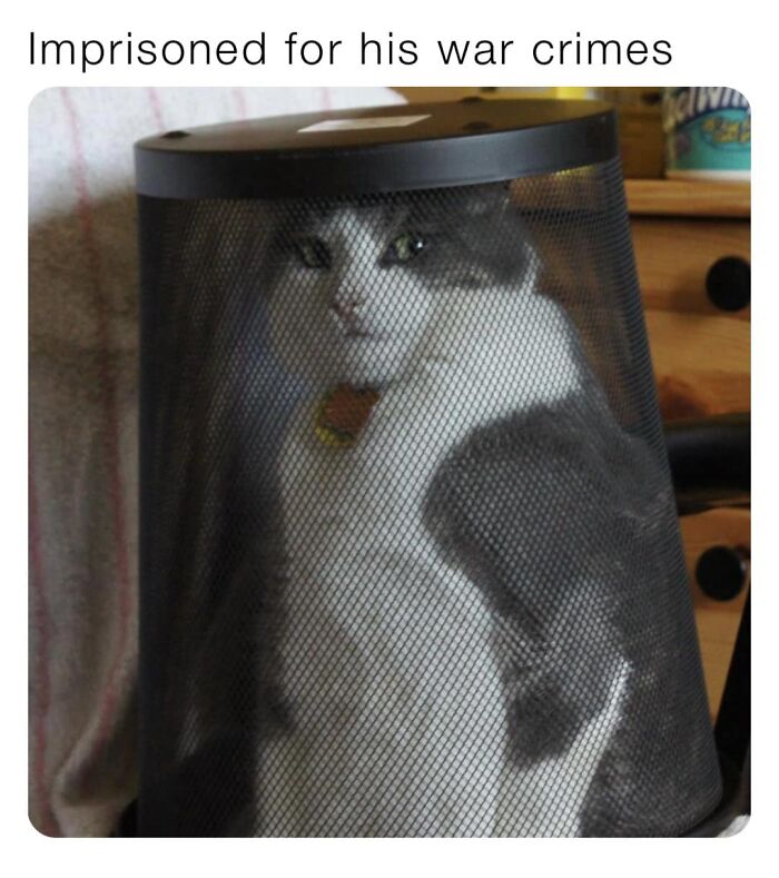 Funny-Cat-Pics-And-Memes