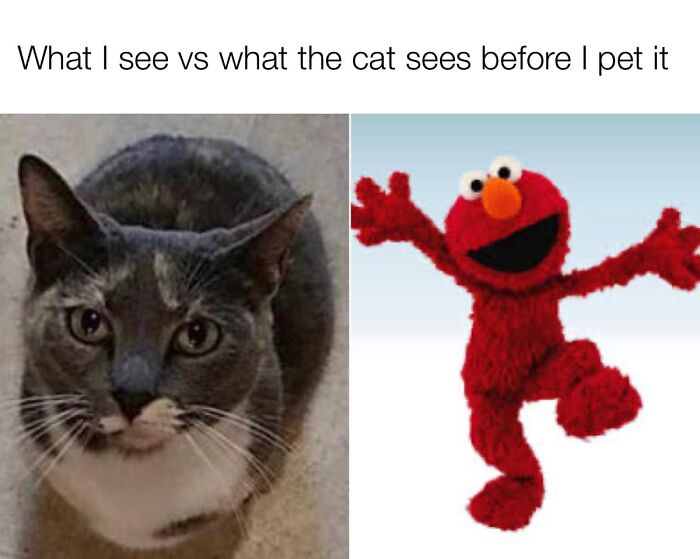 Funny-Cat-Pics-And-Memes