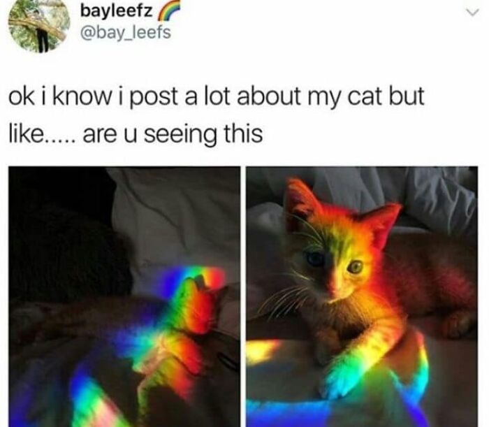 Funny-Cat-Pics-And-Memes