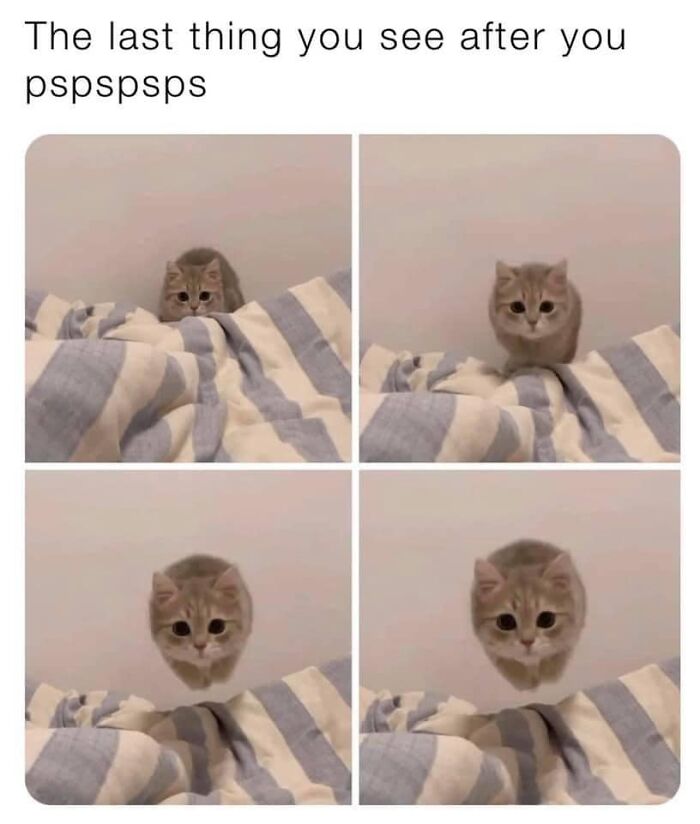 Cat meme showing a cute kitten leaping from under a blanket, creating a funny and relatable moment.
