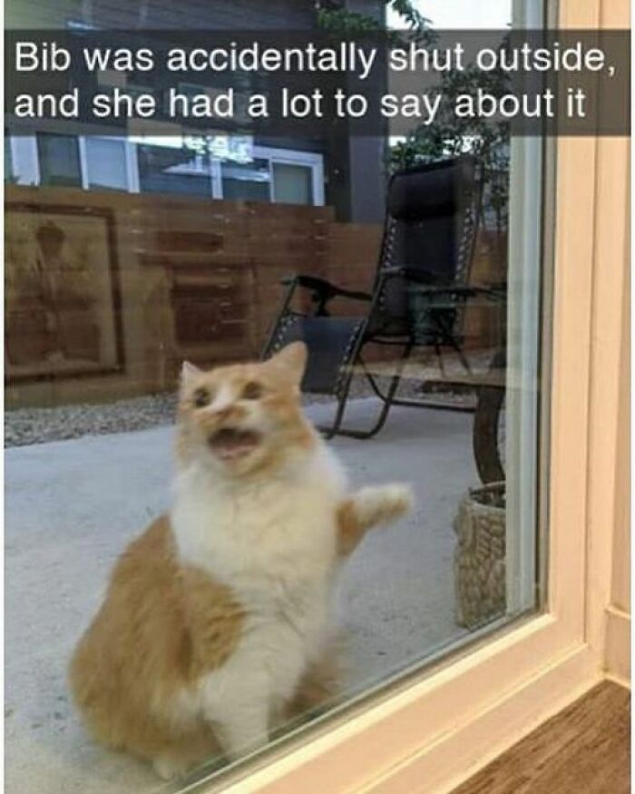 Funny-Cat-Pics-And-Memes