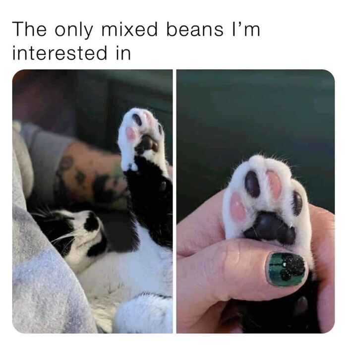 Funny-Cat-Pics-And-Memes