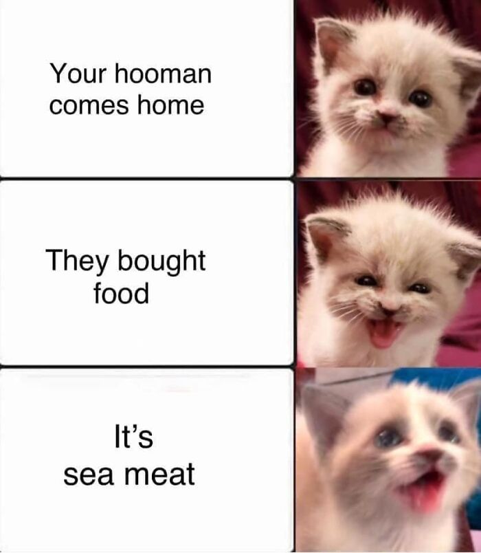 Funny-Cat-Pics-And-Memes