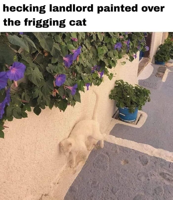 Funny meme of a white cat blending into a painted wall with flowers above, creating a humorous optical illusion.