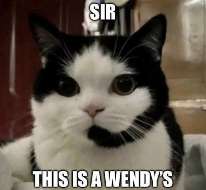 Funny-Cat-Pics-And-Memes