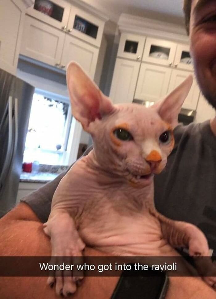 Funny-Cat-Pics-And-Memes