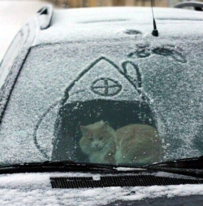 Funny-Cat-Pics-And-Memes