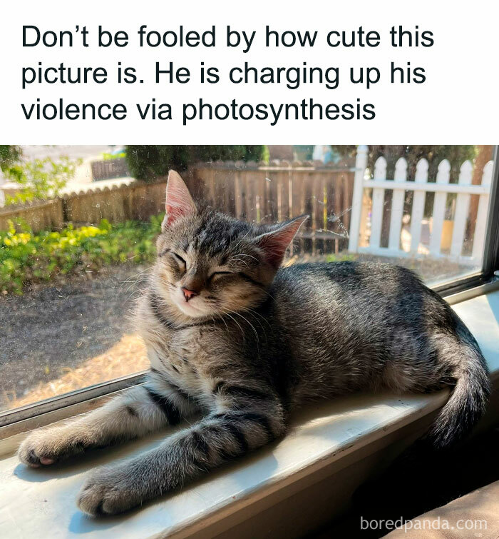 Cute cat napping on a window sill, humorously "charging up his violence" in a funny and relatable meme.