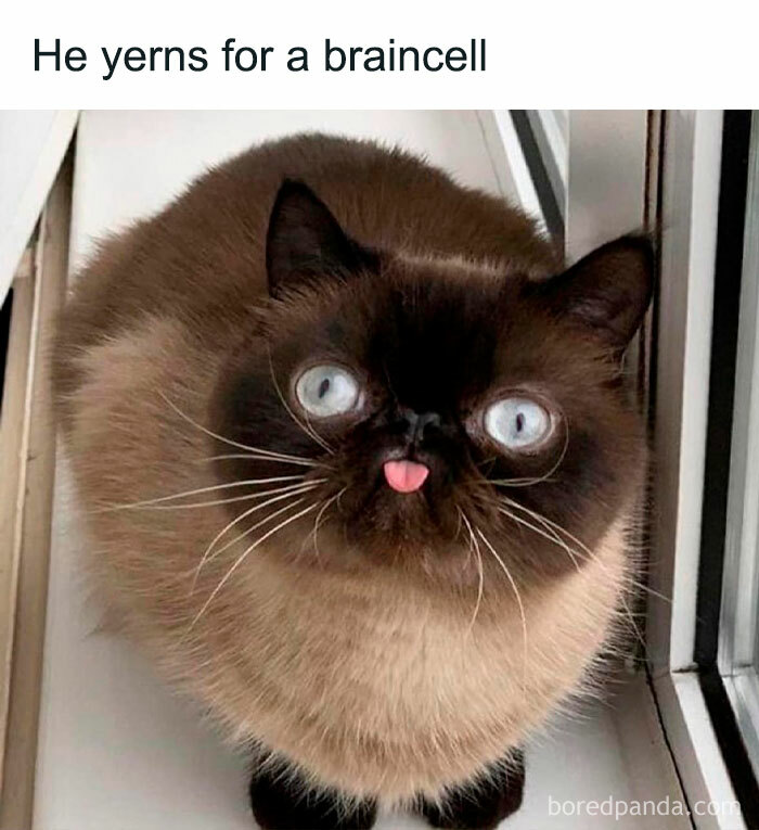 Funny cat with wide eyes and tongue out, illustrating a humorous and relatable meme about cats.