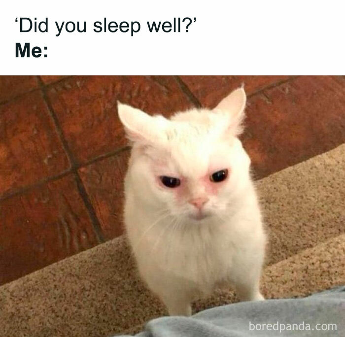 50 Funny And Relatable Cat Pics And Memes To Brighten Up Your Day 50 Funny And Relatable Cat Pics And Memes To Brighten Up Your Day