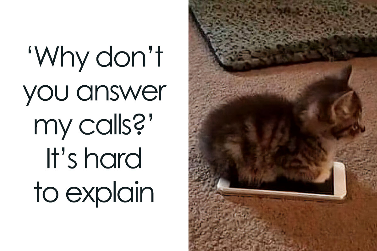 50 Funny And Relatable Cat Pics And Memes To Brighten Up Your Day 