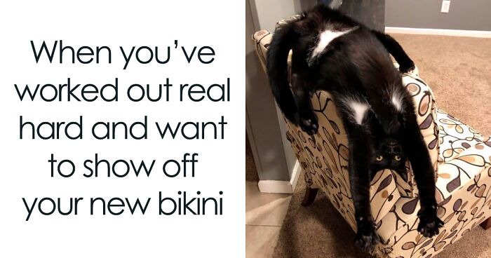 50 Funny And Relatable Cat Pics And Memes To Brighten Up Your Day