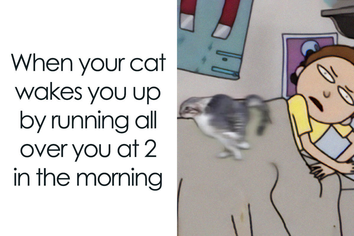 50 Funny Cat Photos Anyone Who Has Cats Should Appreciate Bored Panda 50 Funny Cat Photos Anyone Who Has Cats Should Appreciate Bored Panda