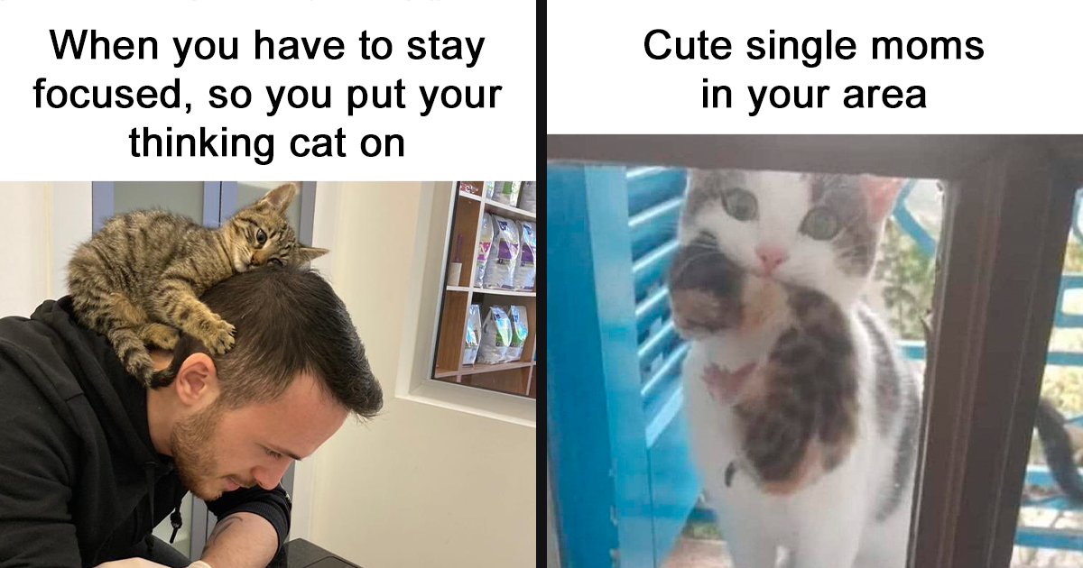 50 Funny Cat Photos Anyone Who Has Cats Should Appreciate Bored Panda