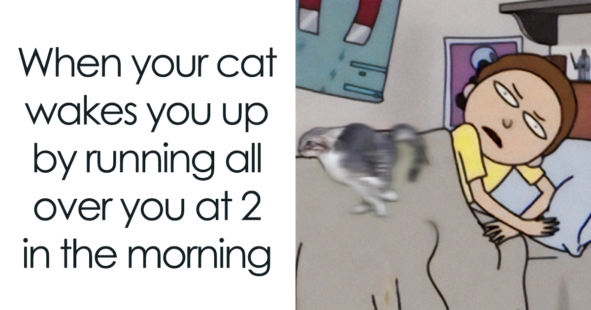 This Group Is For Cat Memes Only, And Here Are 63 Of The Best - Vimarsana News