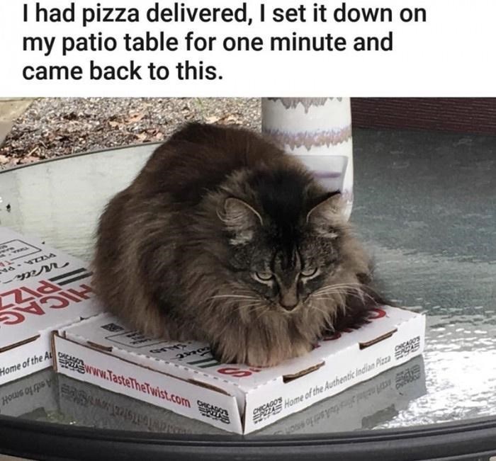 Fluffy cat sitting on a pizza box on a patio table, showcasing funny cat behavior.